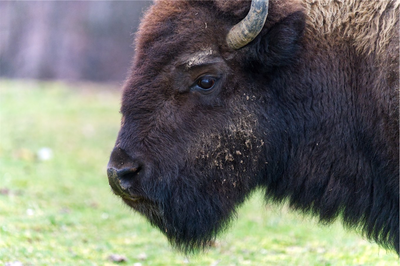 Bison 0219